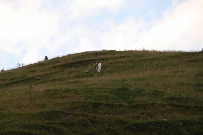 Nieuw-Zeeland 2011 - 2013